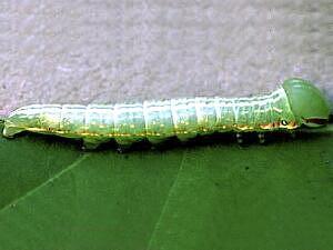 Peridea angulosa