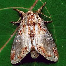 Notodonta scitipennis