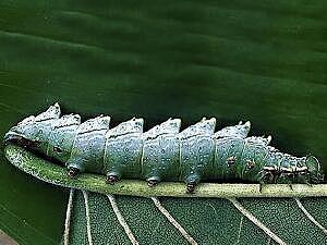 Nerice bidentata