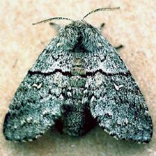 Gluphisia avimacula