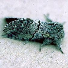 Gluphisia lintneri