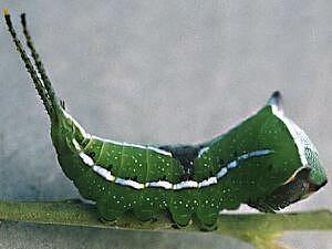 Americerura scitiscripta