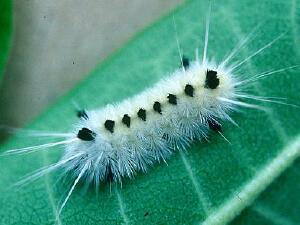 Lophocampa maculata