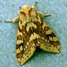 Lophocampa maculata