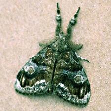 Orgyia definita
