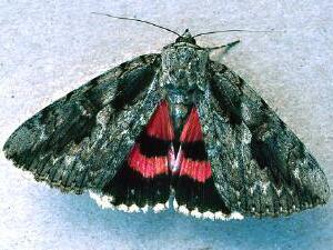 Catocala amatrix