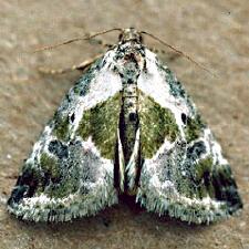 Maliattha synochitis