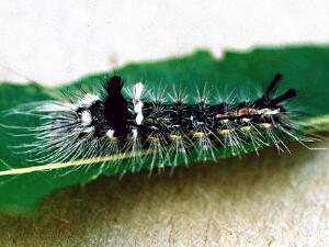 Acronicta impleta