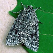 Acronicta impleta