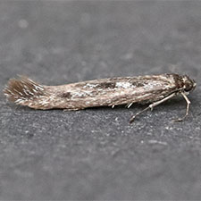 Scythris noricella