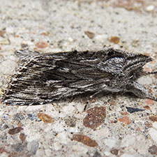 Cucullia pulla