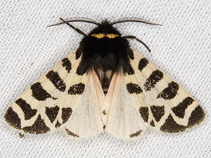 Apantesis nevadensis