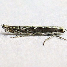 Micrurapteryx occulta