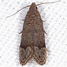 Anacampsis nr. conclusella