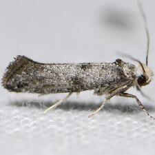 Swammerdamia lutarea