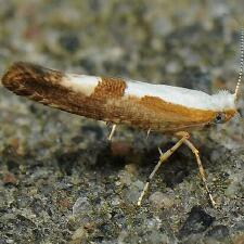 Argyresthia pruniella