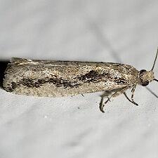 Epinotia zandana