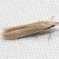 Coleophora cratipennella