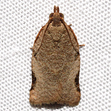 Clepsis virescana