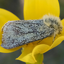 Chrysoecia ranunculi