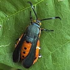 Eichlinia cucurbitae