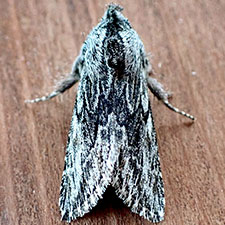 Cucullia pulla