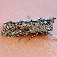 Cucullia pulla