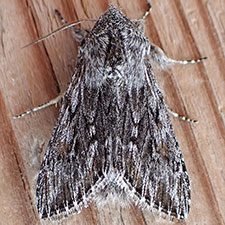 Cucullia pulla