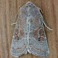 Trichopolia perforata