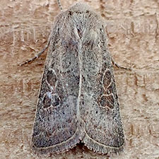 Trichopolia perforata