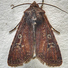 Euxoa intermontana
