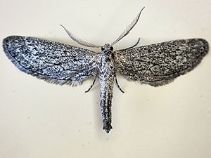 Glaucina denticularia