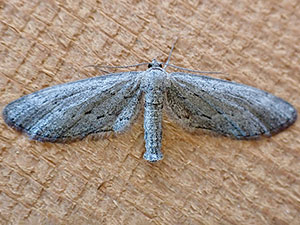 Glaucina denticularia
