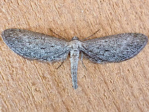Glaucina denticularia