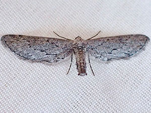 Glaucina denticularia