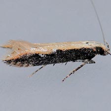 Aristotelia corallina complex