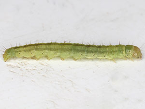 Agonopterix chrautis