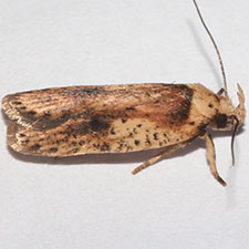 Agonopterix chrautis