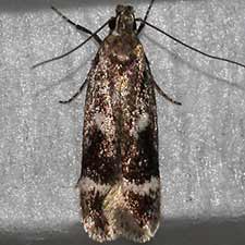 Fascista bimaculella