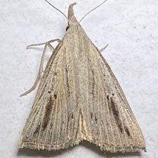 Macrochilo santerivalis