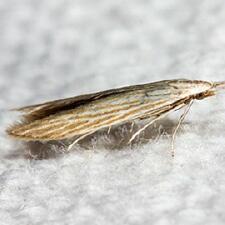 Coleophora cratipennella