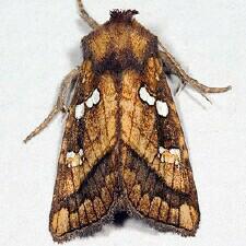 Papaipema hesseli