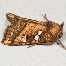Papaipema hesseli