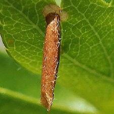 Coleophora serratella