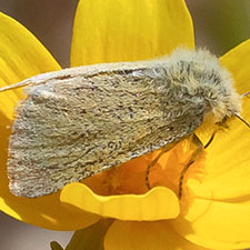 Chrysoecia ranunculi