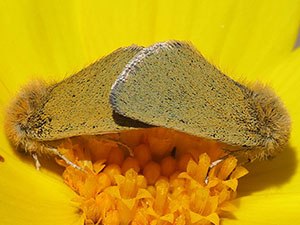 Chrysoecia ranunculi