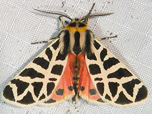 Apantesis nevadensis