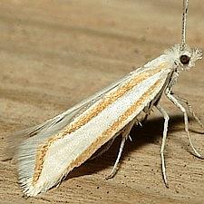 Ypsolopha cockerella