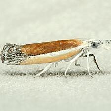 Ypsolopha delicatella