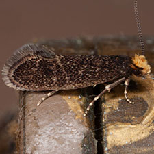 Doleromorpha porphyria